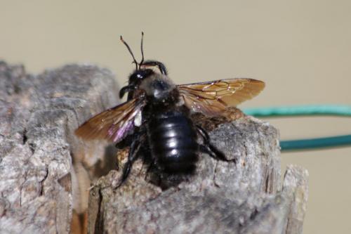 Xylocopa violacea